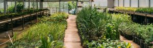 Greenhouse Vegetable Plants Banner